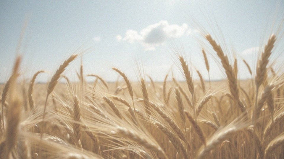 Jakie są największe stężenia zarodników Alternaria w Polsce?