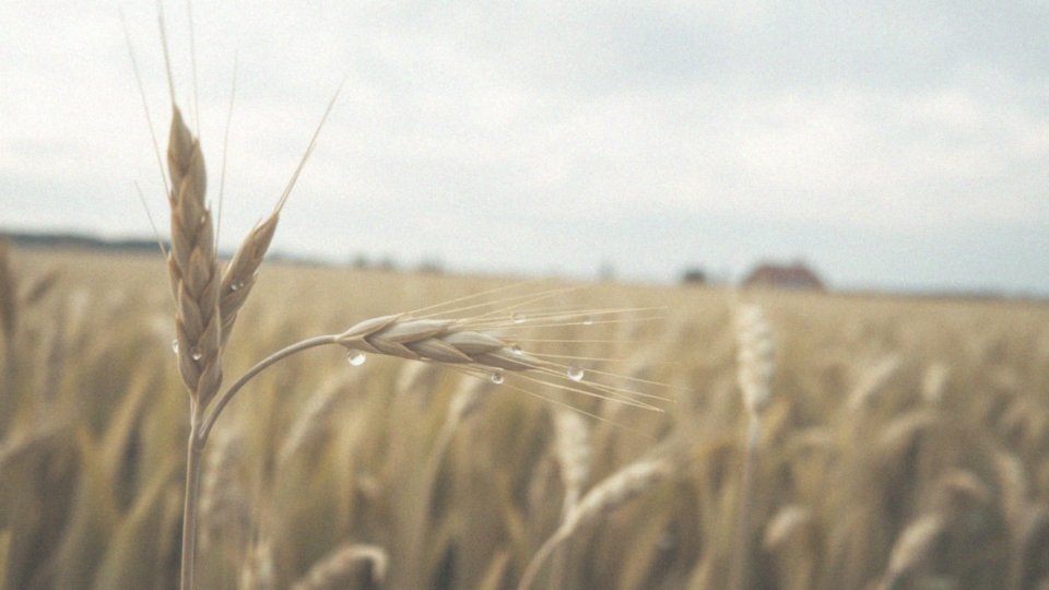 Jakie substancje czynne znajdują się w Mospilanie?
